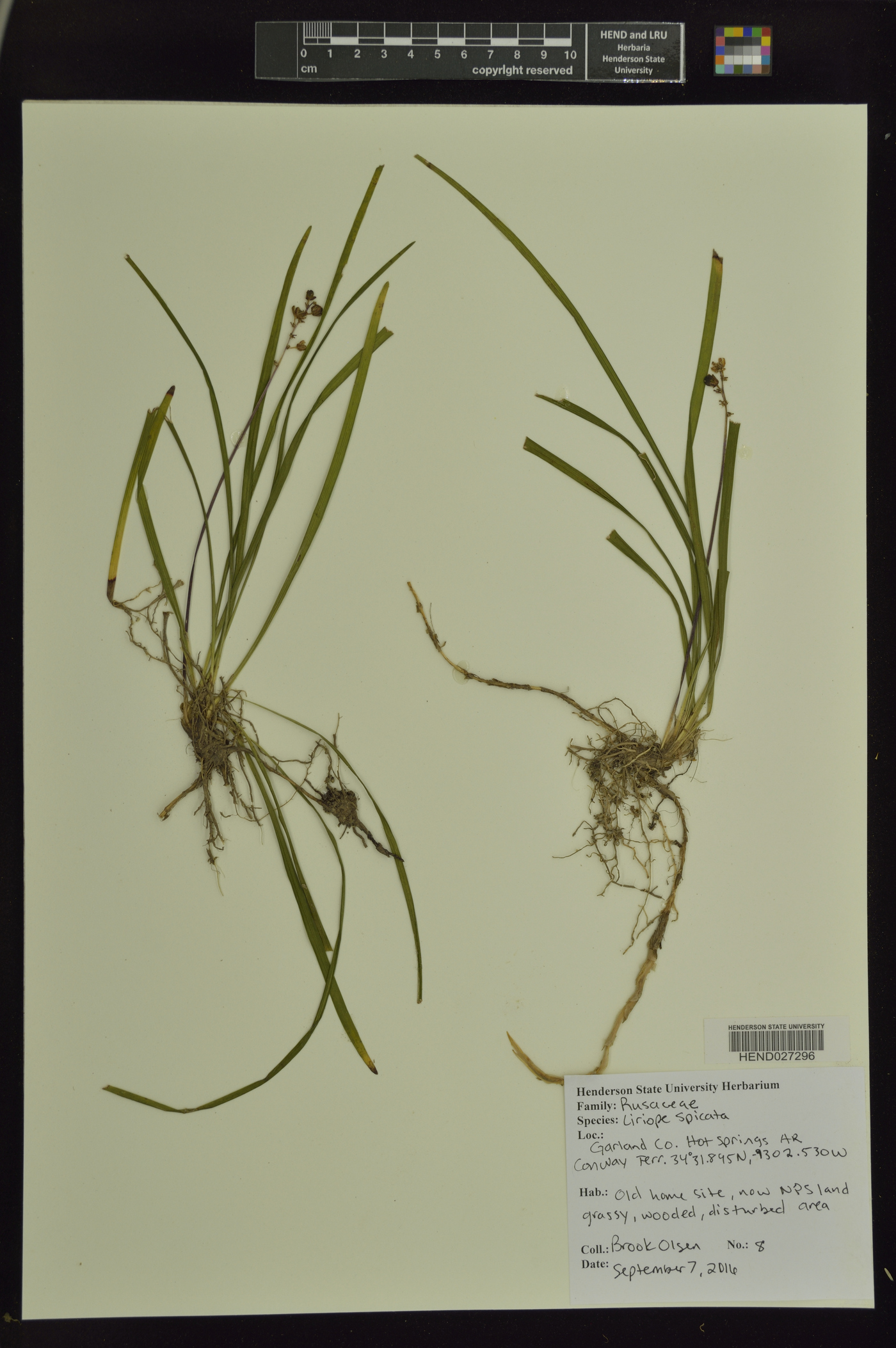 Liriope spicata image