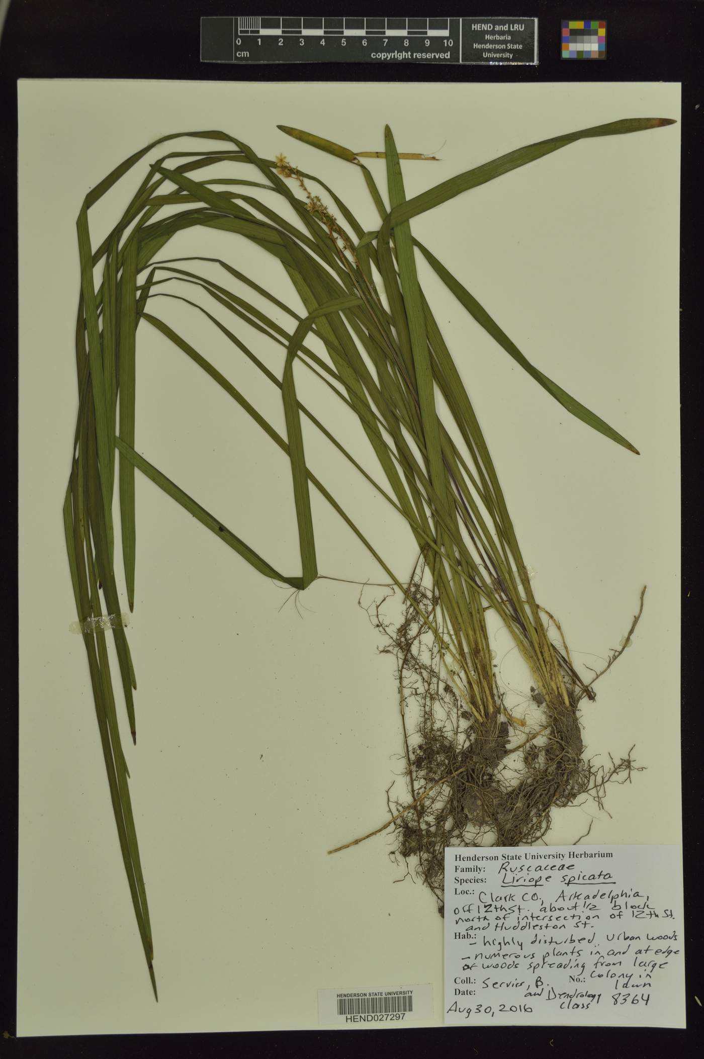 Liriope spicata image
