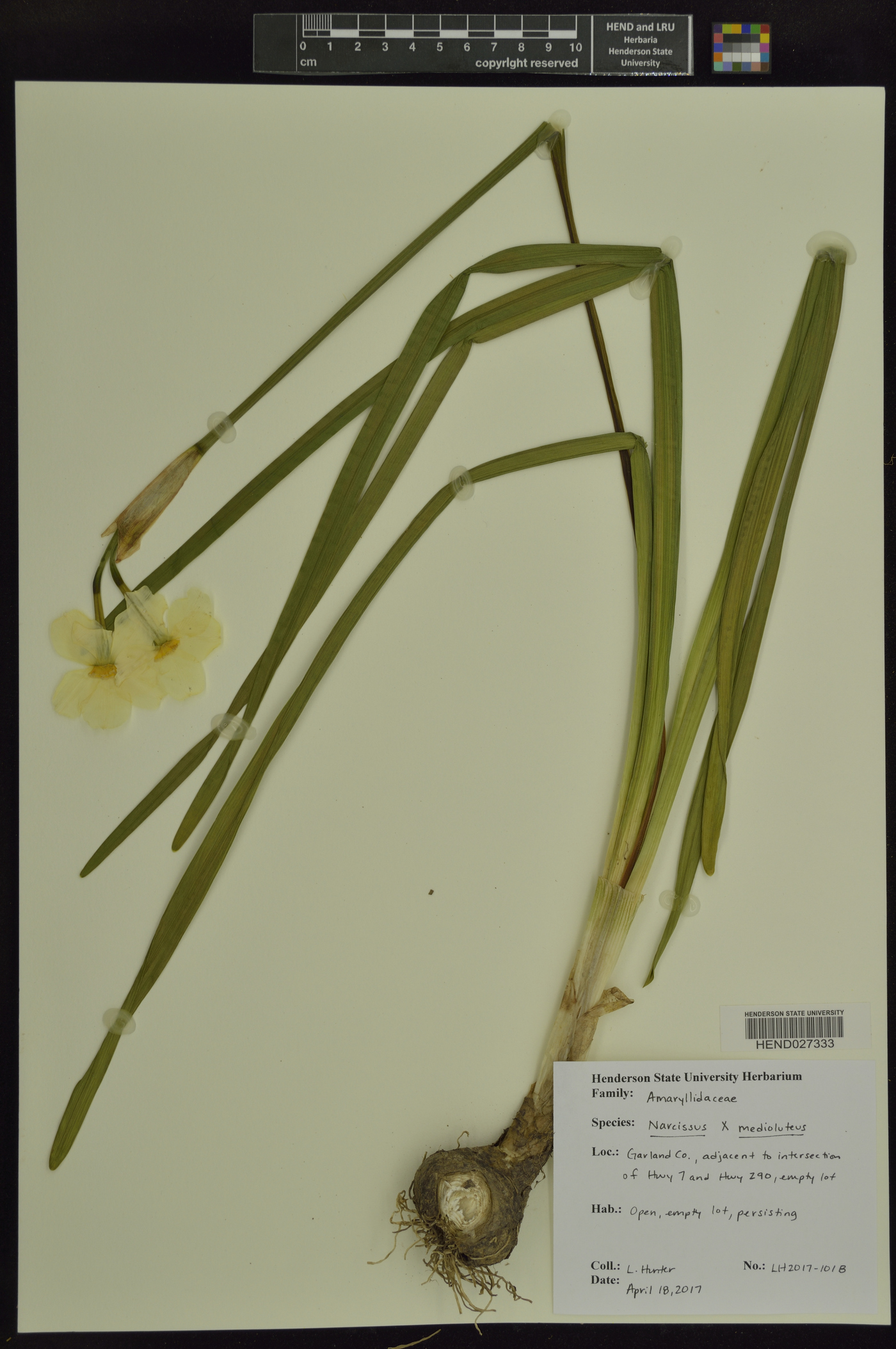 Narcissus × medioluteus image