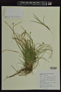 Carex nigromarginata image