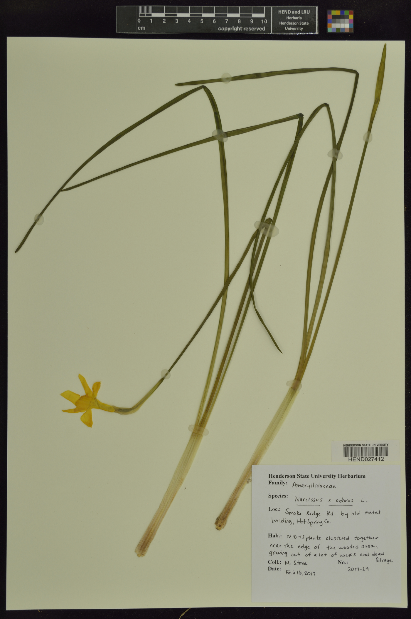 Narcissus x odorus image