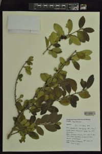 Ilex vomitoria image