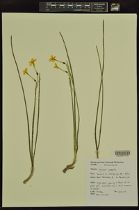 Narcissus jonquilla image