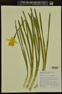 Narcissus × incomparabilis image