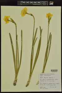 Narcissus jonquilla image