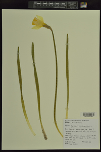 Narcissus pseudonarcissus image