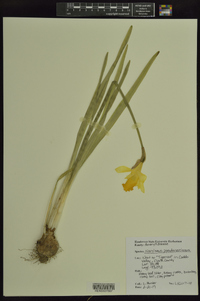 Narcissus pseudonarcissus image