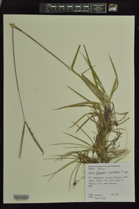 Paspalum notatum image