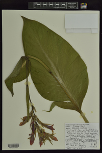 Canna indica image