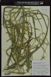 Echinochloa walteri image