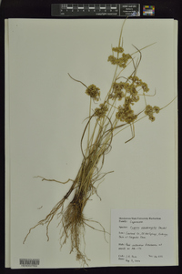 Cyperus pseudovegetus image