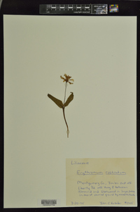 Erythronium rostratum image