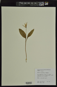 Erythronium rostratum image