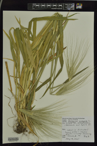 Hordeum vulgare image