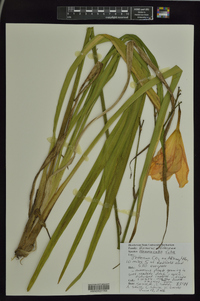 Hemerocallis fulva image