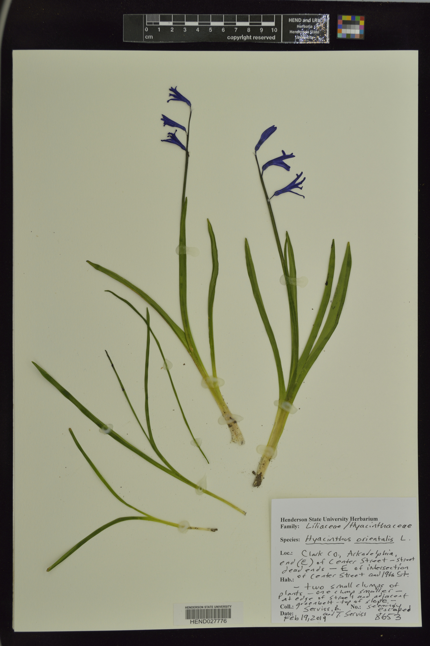 Hyacinthus image