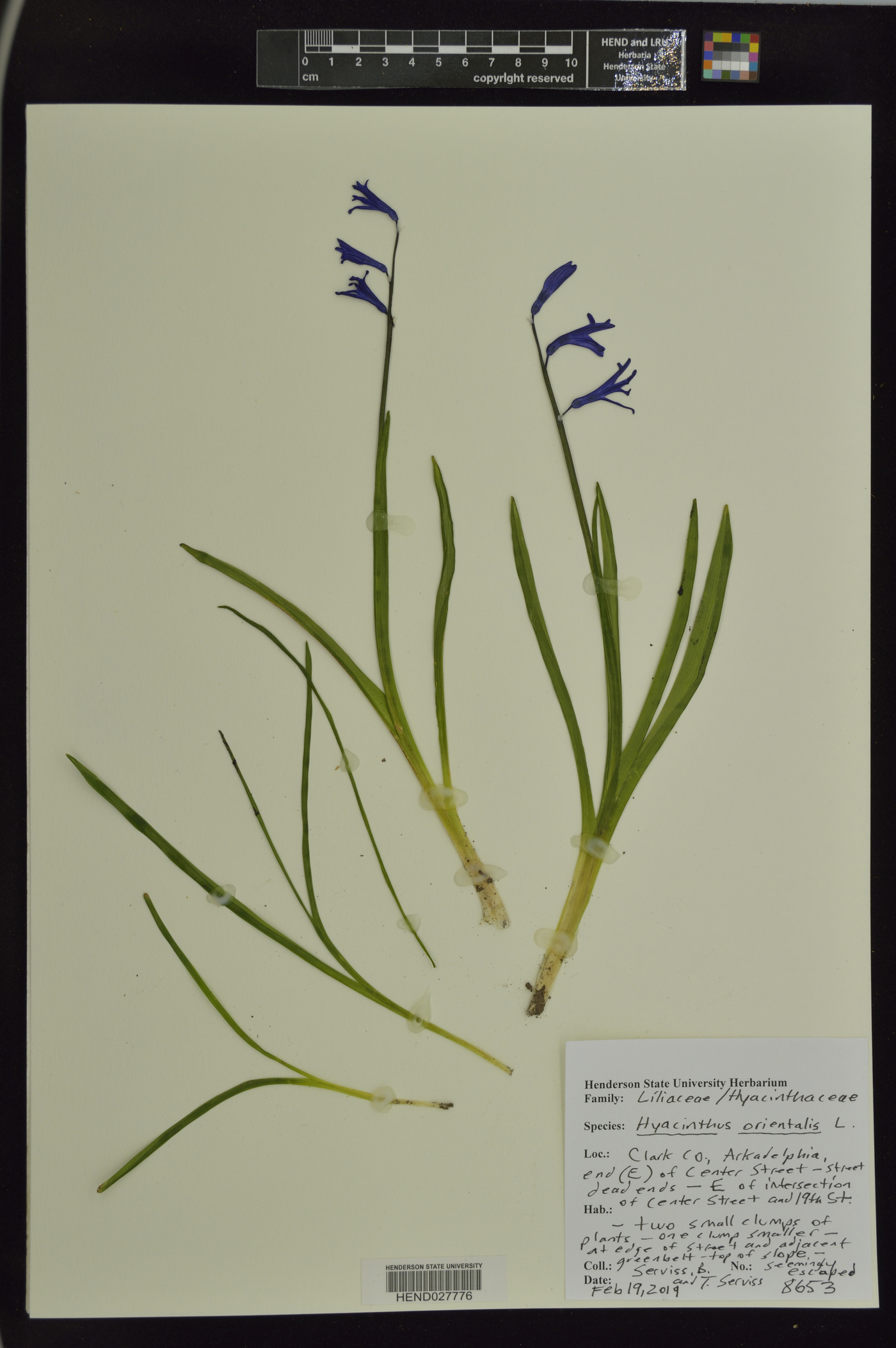 Hyacinthus orientalis image