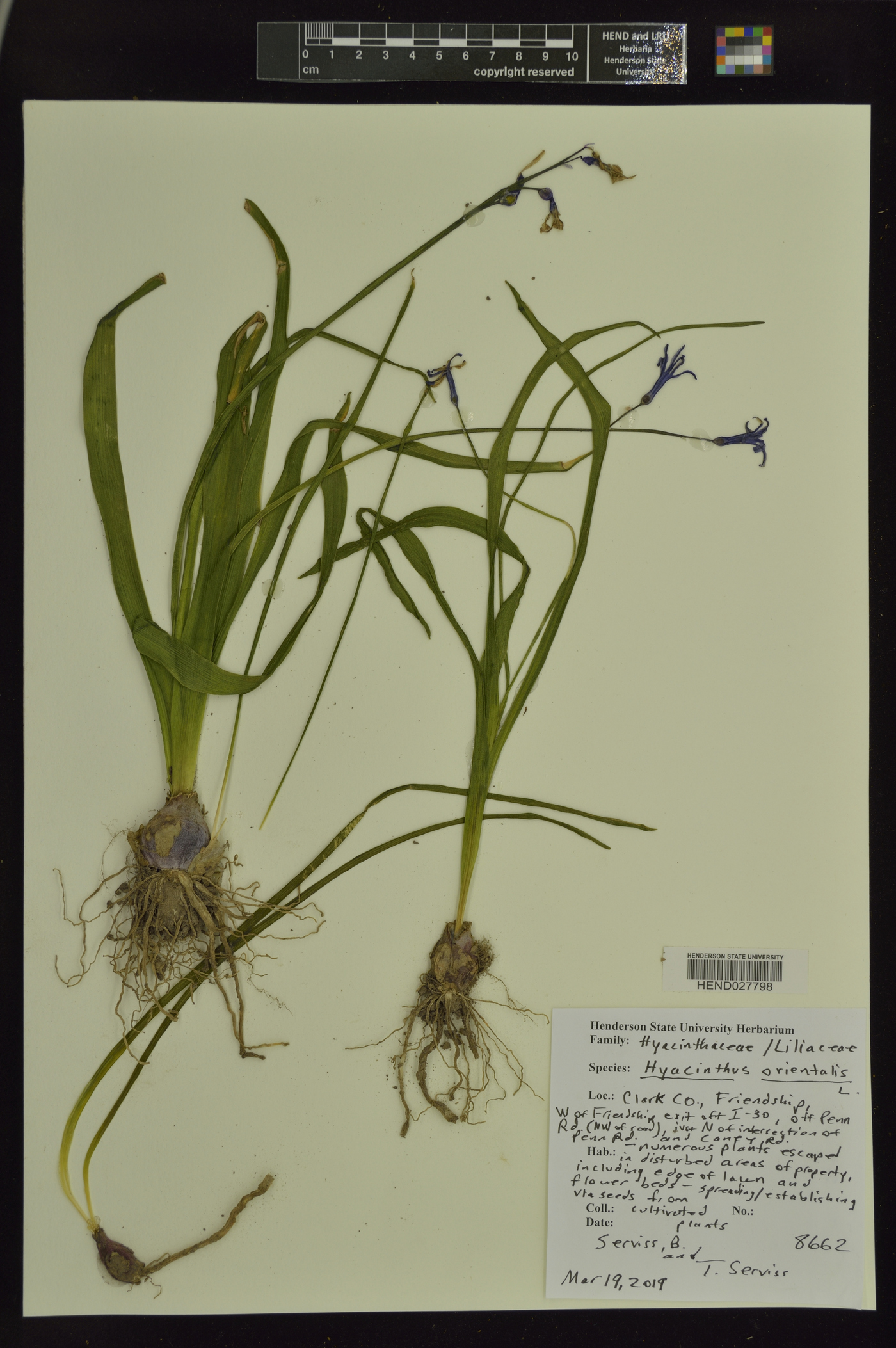 Hyacinthus orientalis image