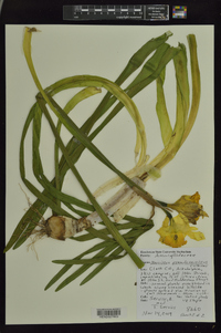 Narcissus pseudonarcissus image