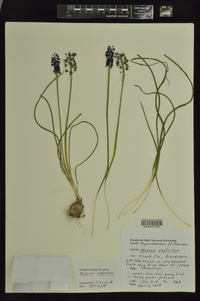 Muscari neglectum image