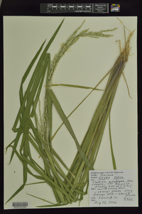 Oryza sativa image