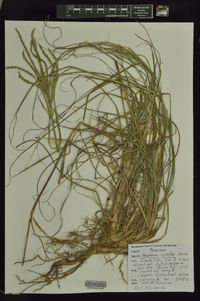 Paspalum urvillei image