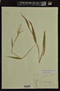 Dichanthelium scoparium image