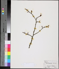 Prunus mexicana image