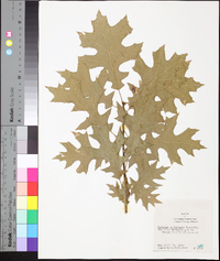 Quercus palustris image