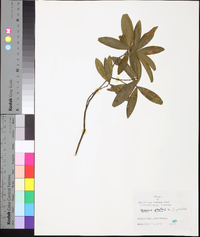 Quercus phellos image