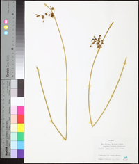 Juncus coriaceus image