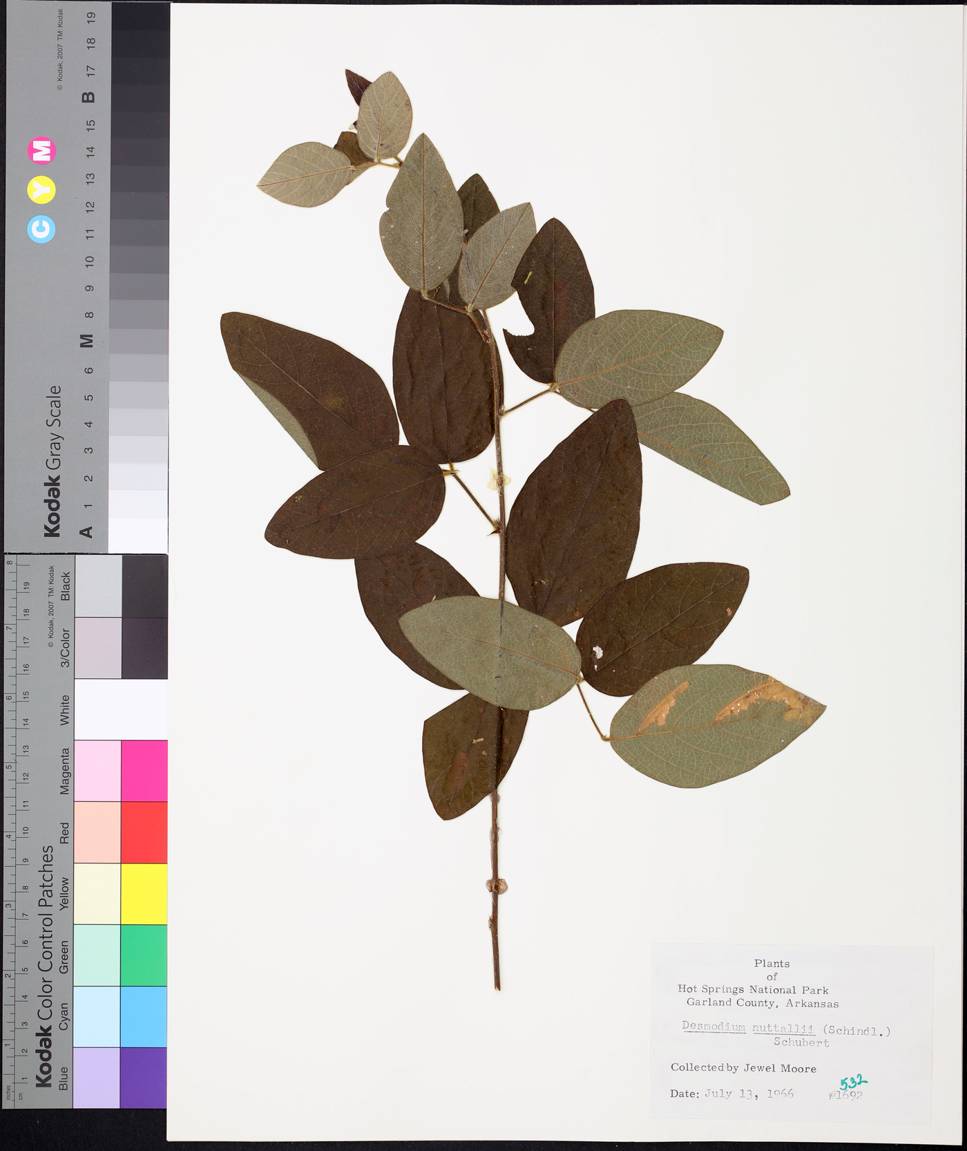 Desmodium nuttallii image