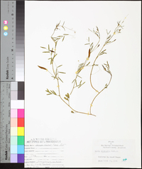 Vicia minutiflora image