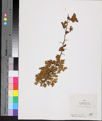 Crataegus marshallii image