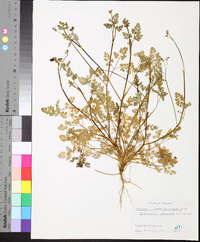 Chaerophyllum procumbens image