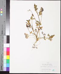 Chaerophyllum procumbens image