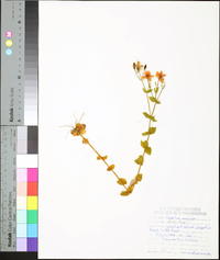 Sabatia angularis image