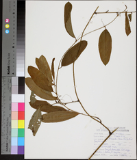 Smilax laurifolia image