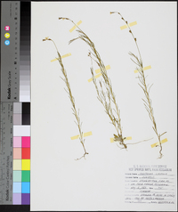 Oenothera linifolia image