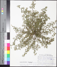 Kummerowia stipulacea image