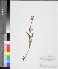 Penstemon arkansanus image