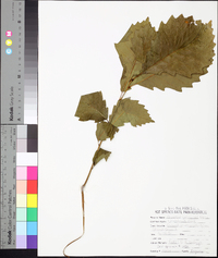 Quercus prinoides image