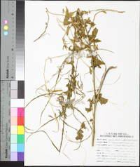 Sisymbrium officinale image