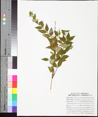 Image of Abelia floribunda