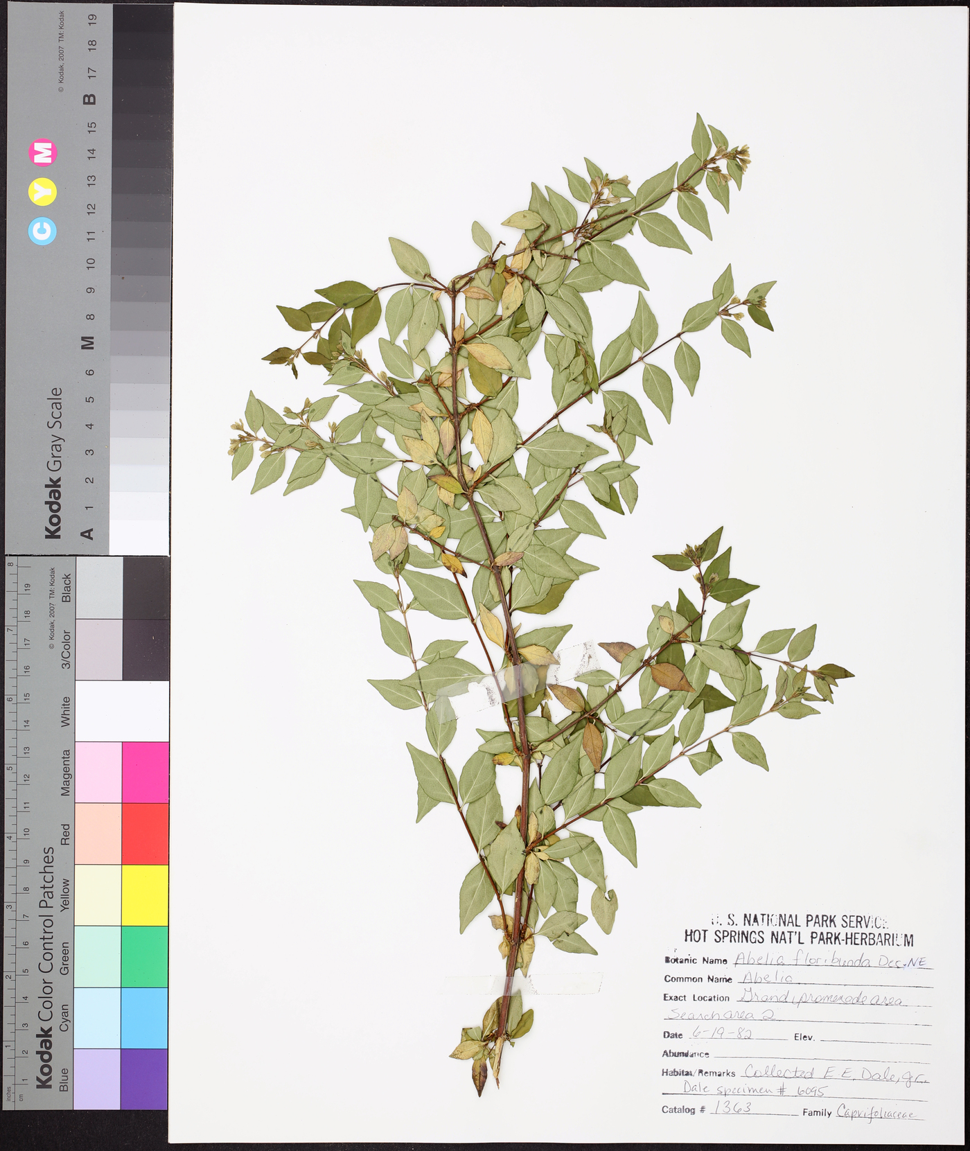 Abelia floribunda image