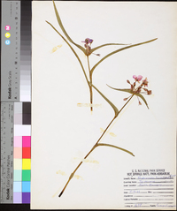 Tradescantia hirsuticaulis image