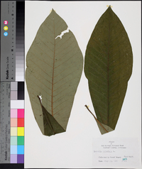 Magnolia tripetala image