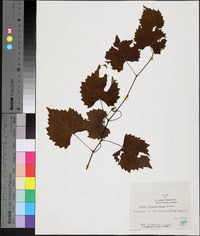 Vitis rotundifolia image