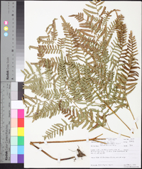 Pteridium aquilinum subsp. pseudocaudatum image