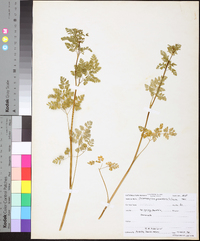 Chaerophyllum procumbens image